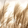 product thumbnail M38_Reed stalks_Glas_klein.jpg